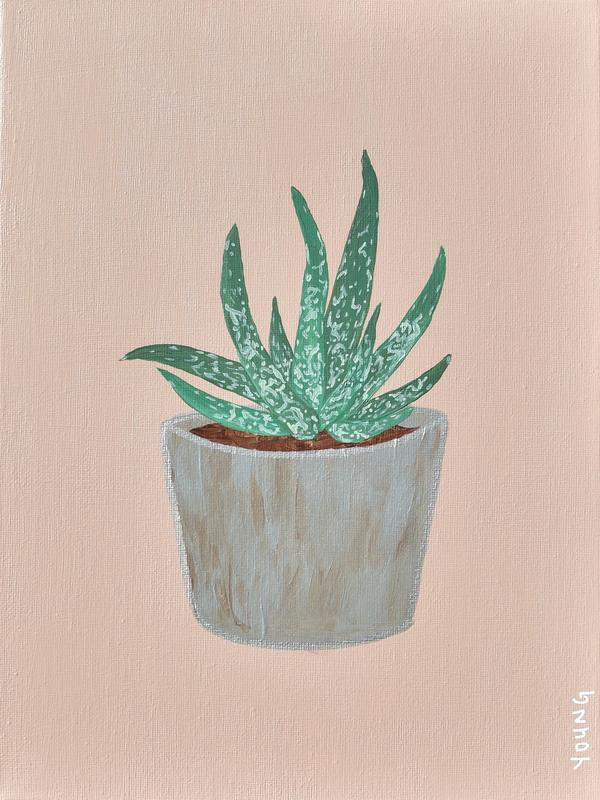 Speckled Aloe