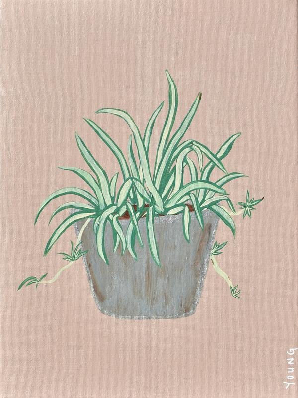 Spider Plant